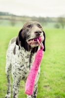 Picture of German Shorthaired Pointer with toy