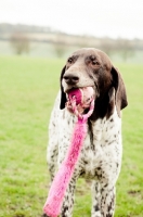 Picture of German Shorthaired Pointer with ball toy