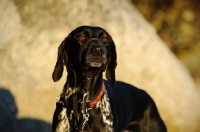 Picture of German Shorthaired Pointer with lead