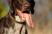 Picture of German Shorthaired Pointer's tongue