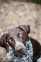 Picture of German Shorthaired Pointer