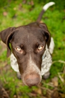 Picture of German Shorthaired Pointer