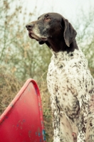 Picture of German Shorthaired Pointer