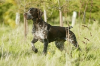 Picture of German Shorthaired Pointer