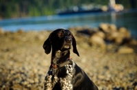 Picture of German Shorthaired Pointer