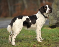 Picture of German Spaniel (aka Deutscher Wachtelhund) side view