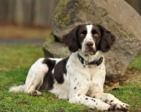 Picture of German Spaniel (aka Deutscher Wachtelhund) near rock