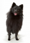 Picture of German Spitz Mittel front view on white background