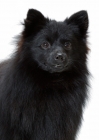 Picture of German Spitz Mittel on white background, portrait