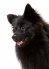 Picture of German Spitz Mittel portrait on white background