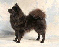 Picture of German Spitz (mittel)