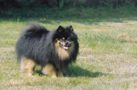 Picture of German spitz on grass