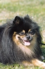 Picture of German spitz small, portrait