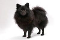 Picture of German Spitz(Mittel), Australian Champion staning on white background