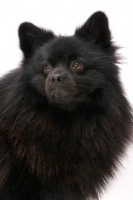 Picture of German Spitz(Mittel), Australian Champion