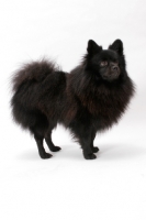 Picture of German Spitz(Mittel), Australian Champion, side view