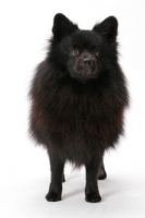 Picture of German Spitz(Mittel), Australian Champion