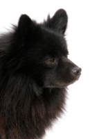 Picture of German Spitz(Mittel), Australian Champion, portrait