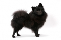 Picture of German Spitz(Mittel), Australian Champion in studio