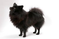 Picture of German Spitz(Mittel), Australian Champion on white background