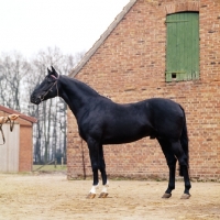 Picture of german thoroughbred, north german farmhouse