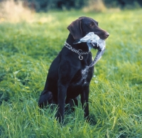 Picture of german wire pointer retrieving pigeon