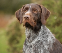 Picture of German Wirehaired Pointer (aka GWP, Deutscher Drahthaar) head study