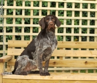 Picture of German Wirehaired Pointer (aka GWP, Deutscher Drahthaar) on bench