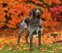 Picture of German Wirehaired Pointer (aka GWP, Deutscher Drahthaar) in autumn