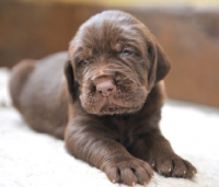 Picture of German Wirehaired Pointer (aka GWP, Deutscher Drahthaar) puppy