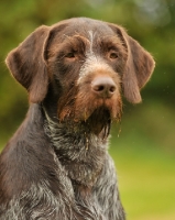 Picture of German Wirehaired Pointer (aka GWP, Deutscher Drahthaar) portrait