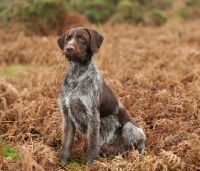 Picture of German Wirehaired Pointer (aka GWP, Deutscher Drahthaar)