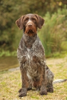 Picture of German Wirehaired Pointer (aka GWP, Deutscher Drahthaar)