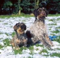 Picture of german wirehaired pointer and wirehaired dachshund