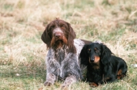 Picture of German Wirehaired Pointer and standard Dachshund