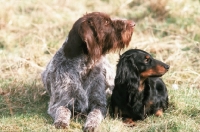 Picture of german wirehaired pointer and standard dachshund