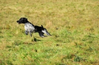 Picture of German Wirehaired Pointer (GWP) running in field