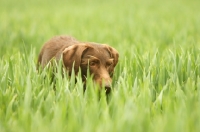 Picture of German Wirehaired Pointer in grass