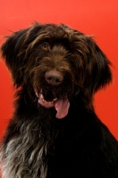 Picture of German Wirehaired Pointer isolated on a red background