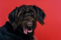 Picture of German Wirehaired Pointer isolated on a red background