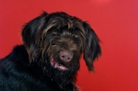 Picture of German Wirehaired Pointer isolated on a red background