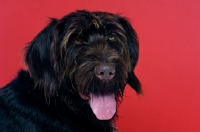 Picture of German Wirehaired Pointer isolated on a red background