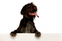 Picture of German Wirehaired Pointer leaning on/holding up a blank sign isolated on a white background