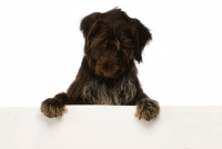 Picture of German Wirehaired Pointer leaning on/holding up a blank sign isolated on a white background