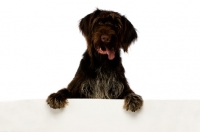 Picture of German Wirehaired Pointer leaning on/holding up a blank sign isolated on a white background