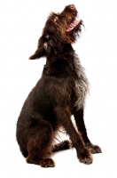 Picture of German Wirehaired Pointer looking up, sitting isolated on a white background