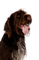 Picture of German Wirehaired Pointer looking up isolated on a white background