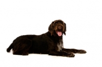 Picture of German Wirehaired Pointer lying isolated on a white background