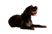 Picture of German Wirehaired Pointer lying isolated on a white background