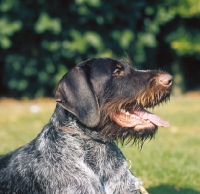Picture of german wirehaired pointer lying down